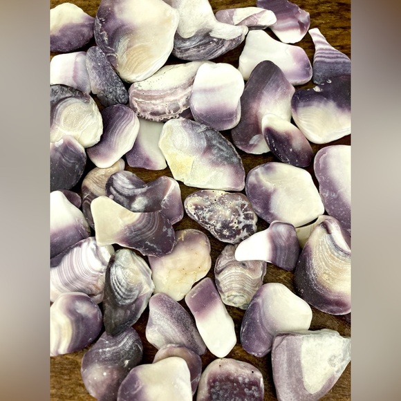 LARGE quahog shells - Picture 5 of 6